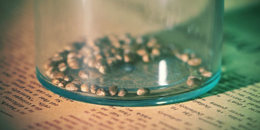 Armazenamento De Sementes De Cannabis: Dicas E Considerações