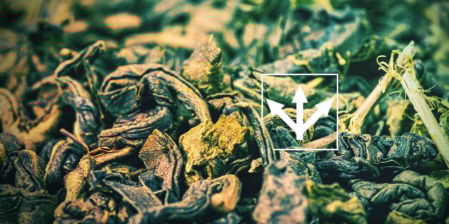 Variedades de chá Gunpowder