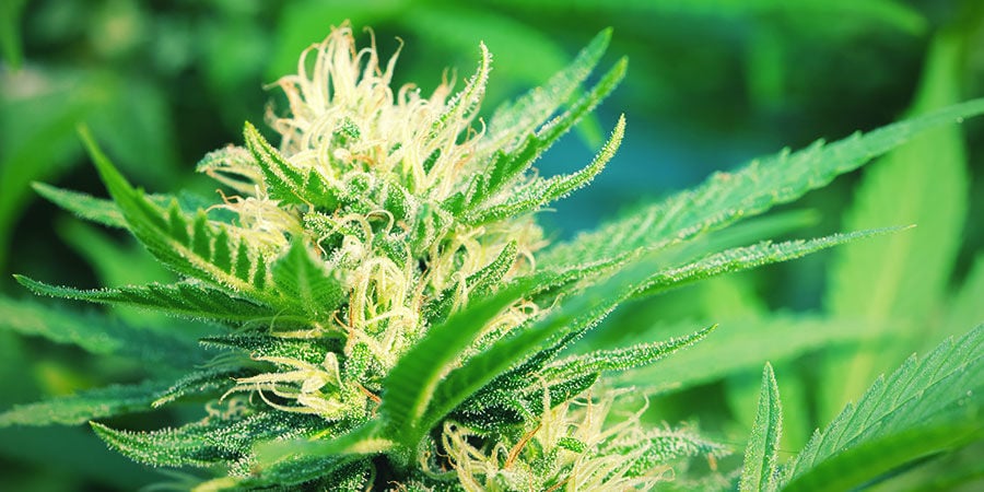 Fotoperiódica Cannabis: Aspeto