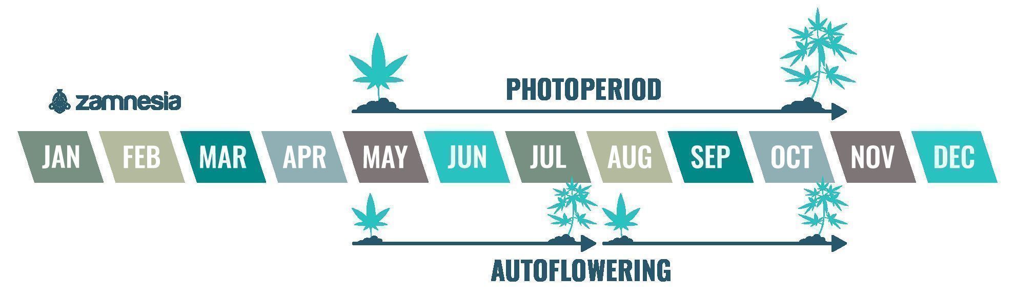 A canábis é uma planta anual
