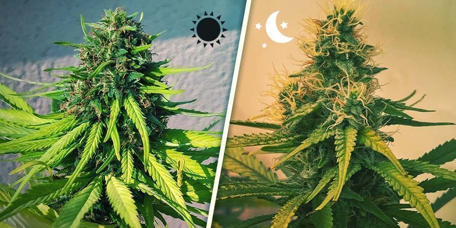 CANNÁBIS FOTOPERÍODICA VS AUTOFLORESCENTE: AS DIFERENÇAS