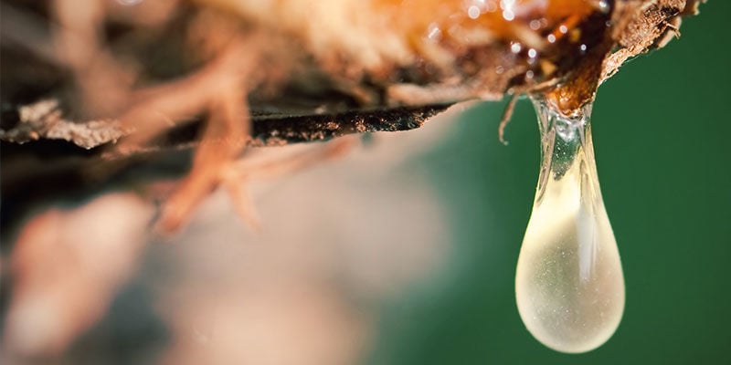 4 FORMAS DE INFLUENCIAR A PRODUÇÃO DE AÇÚCARES NAS PLANTAS DE CANNABIS