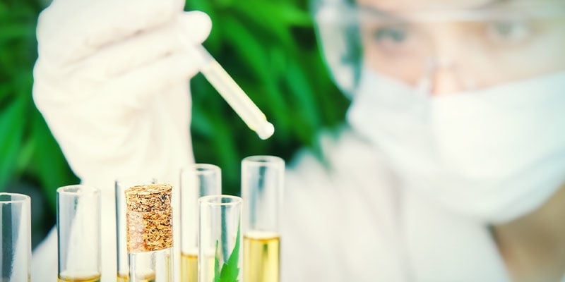 MONITORIZAR OS NÍVEIS DE AÇÚCAR NA CANNABIS