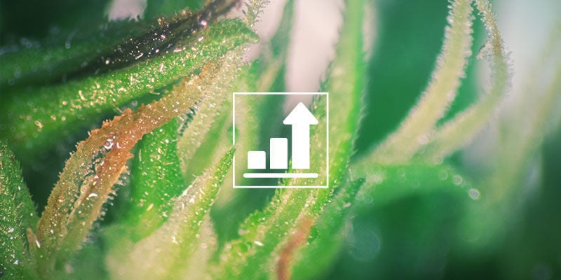 OS AÇÚCARES INFLUENCIAM DIRETAMENTE O CRESCIMENTO E A PRODUÇÃO DE FLORES