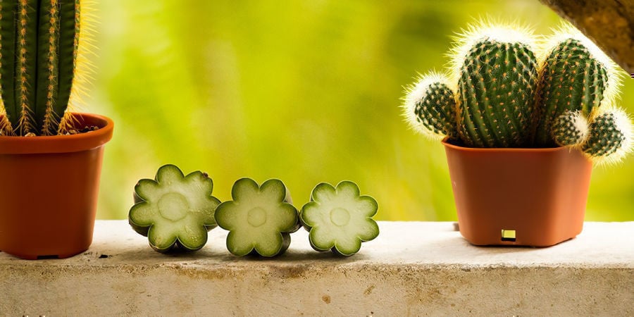 Cactos de Mescalina Propagados por Estacas
