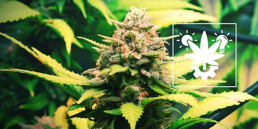 Como cultivar autoflorescentes: o guia completo