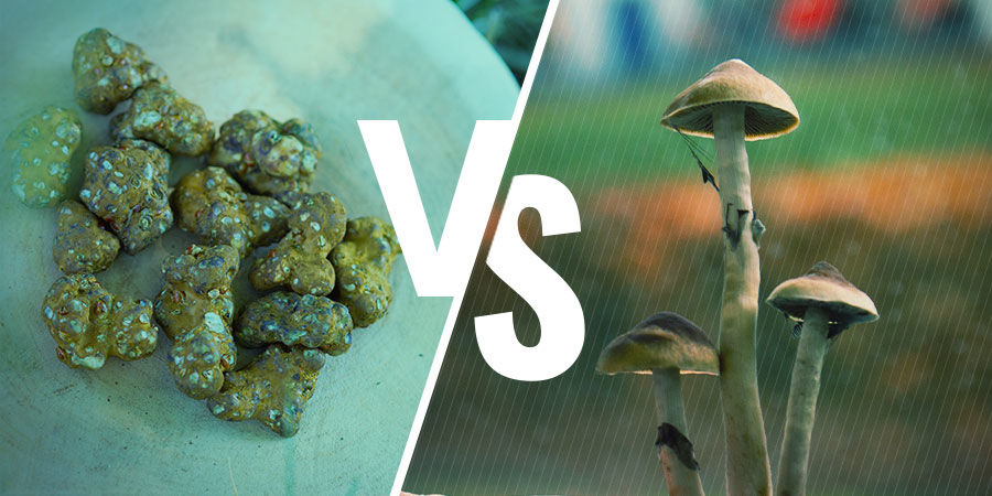 DIFERENÇAS ENTRE TRUFAS MÁGICAS E COGUMELOS MÁGICOS