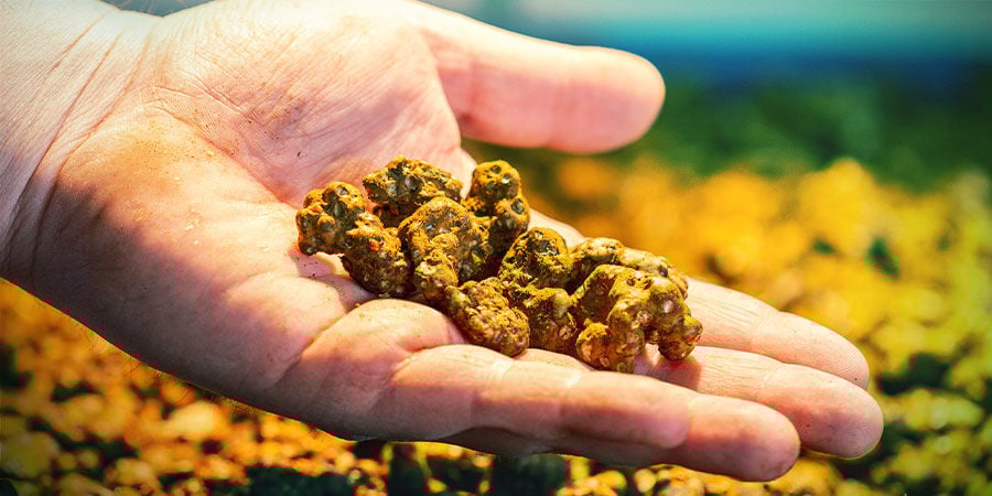 COMO CONSUMIR TRUFAS MÁGICAS