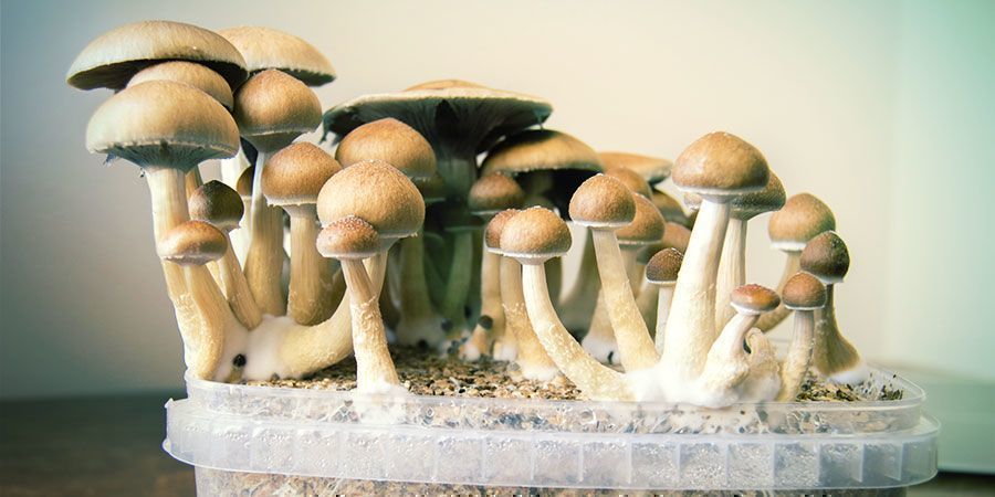 cogumelos mágicos