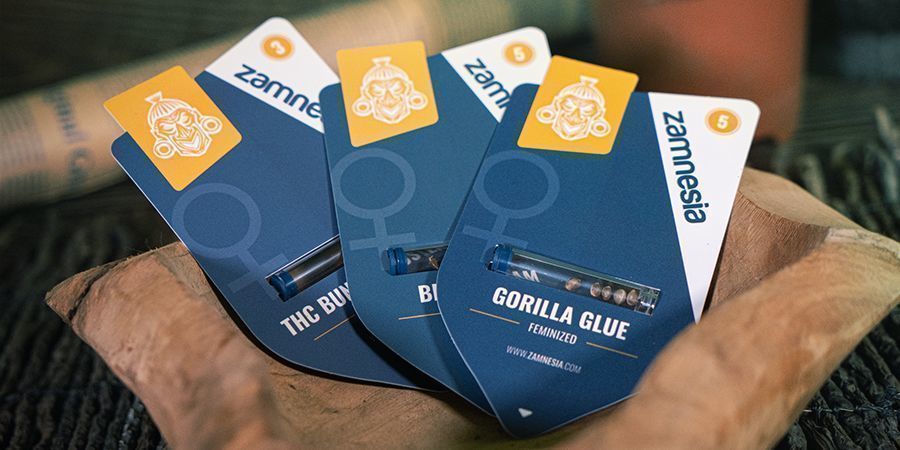 Indica, Sativa e sementes híbridas de canábis grátis Zamnesia