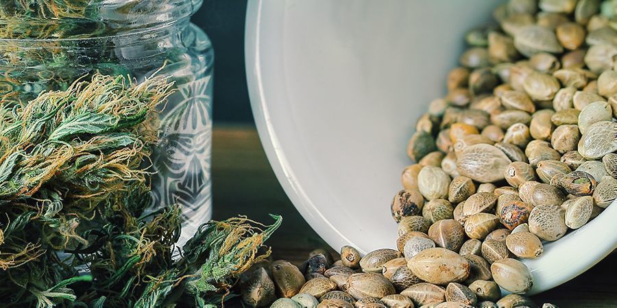 Zamnesia Promoção de Sementes de Cannabis Grátis