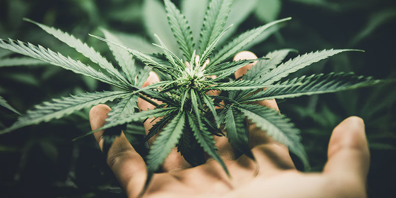 Como Cultivar Cânhamo em Casa