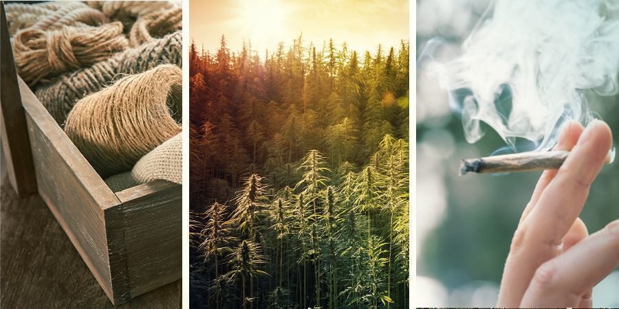 As diferenças entre cânhamo, marijuana e canábis