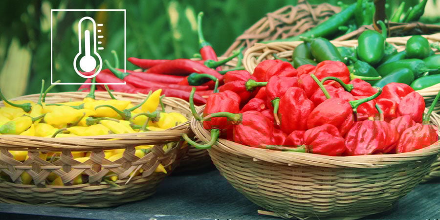 A escala de Scoville explicada