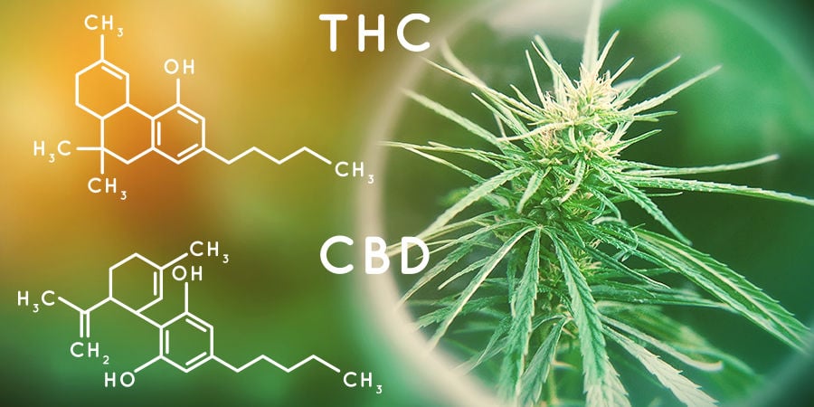 Cannabis Seedfinder: Teor de canabinóides