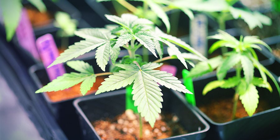 Cannabis Seedfinder: Espaço de cultivo