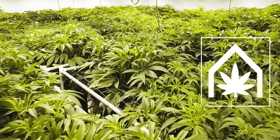 Como criar e manter o espaço ideal para cultivo de canábis