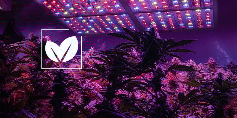 Como tornar o teu espaço de cultivo de canábis o mais ecológico possível