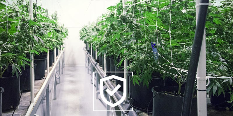 Mantenha o seu espaço de cultivo de canábis o mais seguro possível