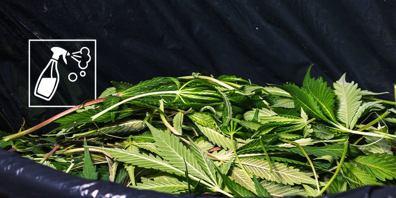 Certifique-se de que o seu espaço de cultivo de cannabis está limpo