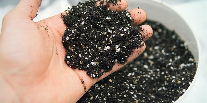 Dicas para manter um espaço de cultivo de canábis limpo