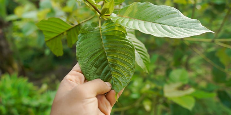 O que é kratom?