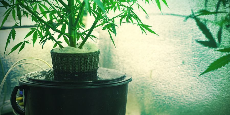 O que é a cultura de canábis hidropónica?