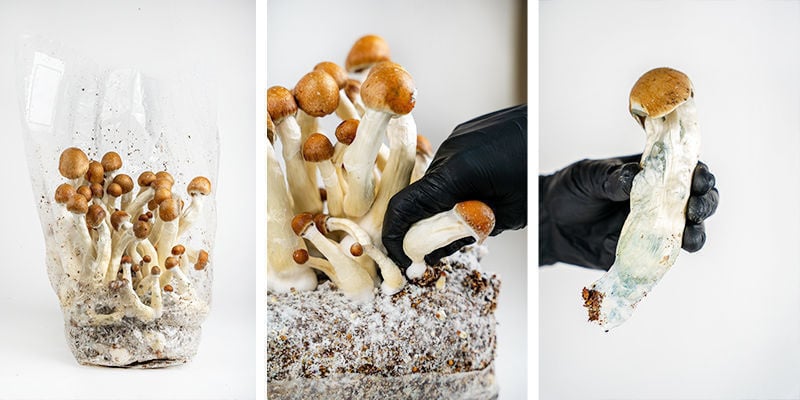 Como preparar o Ready-2-Grow Bag da Zamnesia