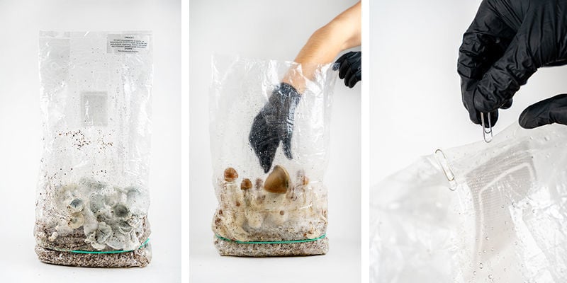 Colheita do seu Zamnesia Ready-2-Grow Bag