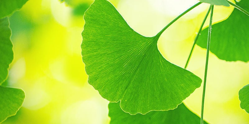 Tirar o maior partido do Ginkgo Biloba