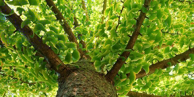 Por que razão o Ginkgo biloba é chamado de “fóssil vivo”