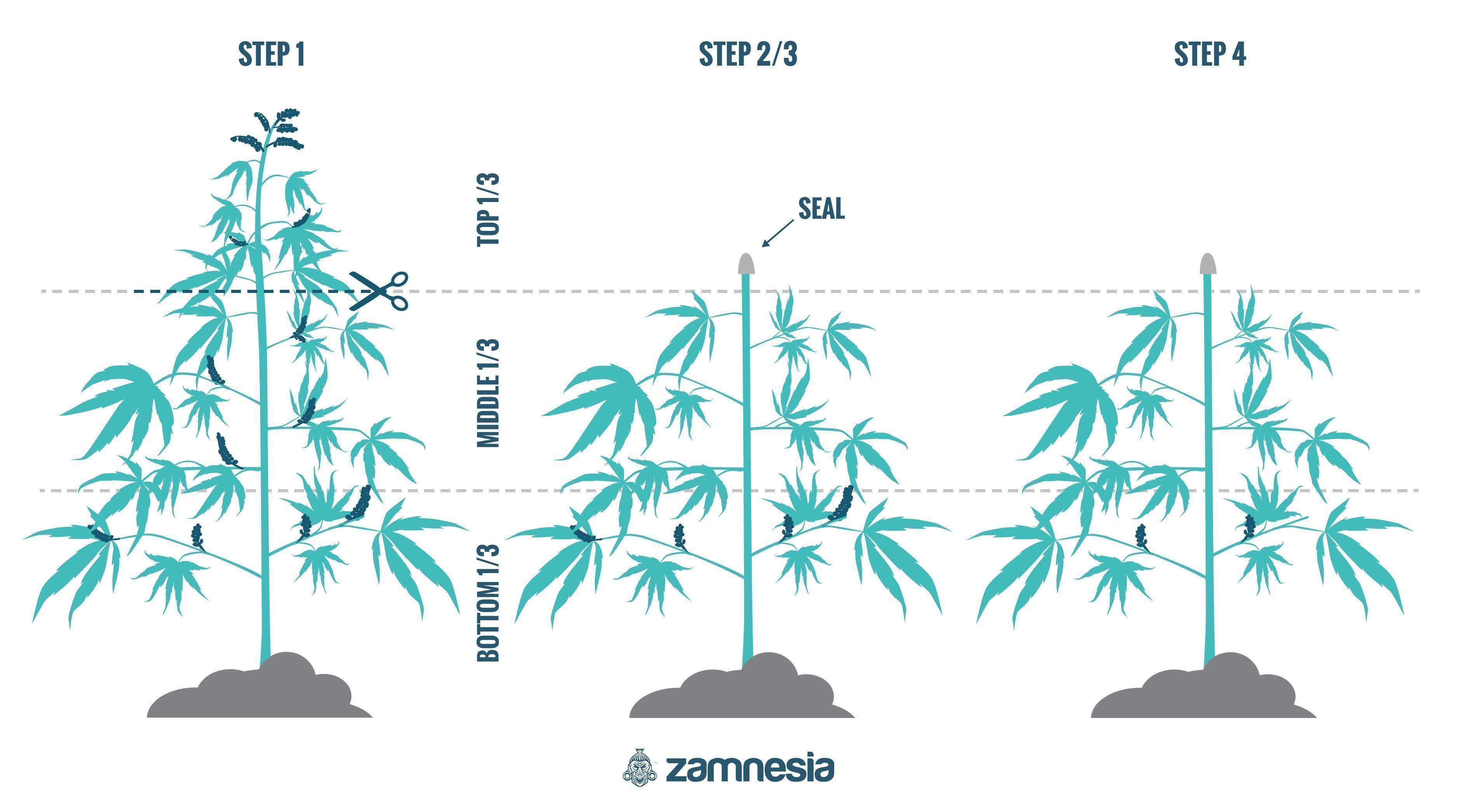 Como Regenerar Plantas de Canábis