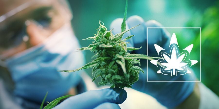 Regenerar plantas de canábis