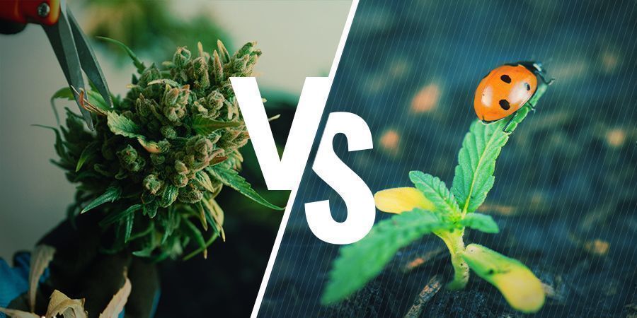 Prós e contras da regeneração do cannabis