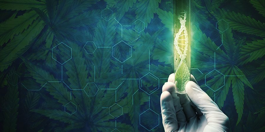 Razões para regenerar as suas plantas de cannabis