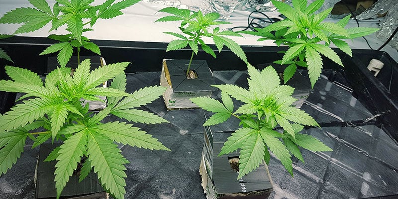 Aumente a produção com um ou dois sistemas NFT