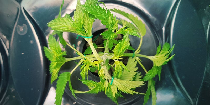 Vantagens e desvantagens do cultivo avançado de canábis em hidroponia