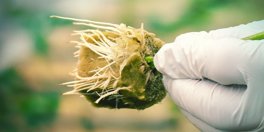 PORQUÊ CLONAR UMA PLANTA DE CANNABIS?