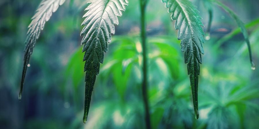 COMO CUIDAR DAS SUAS CLONES DE CANNABIS