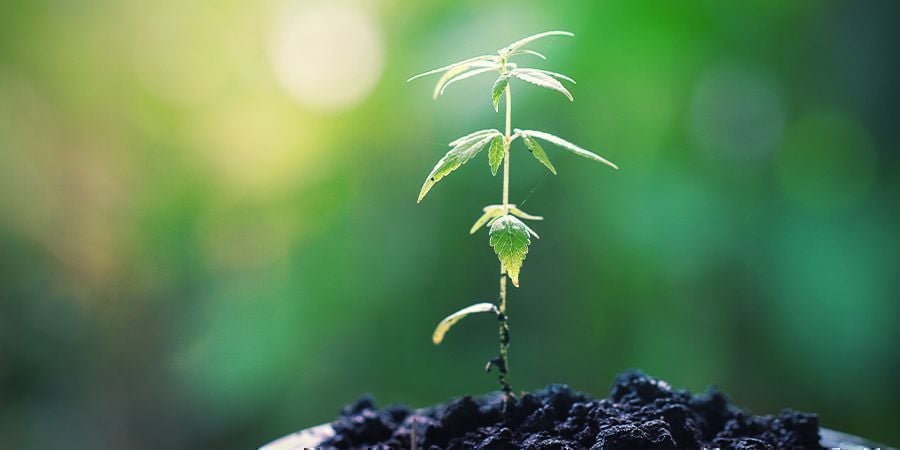 CUIDADOS COM AS PLANTAS-MÃE