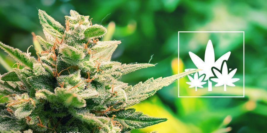 Colheita abundante a partir de plantas-mãe