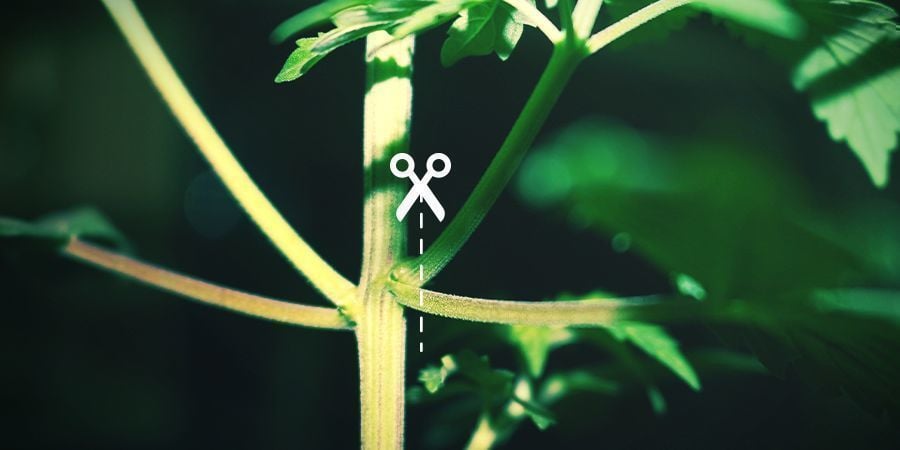 COMO DESFOLHAR CANNABIS