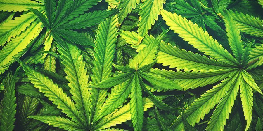 Desfolhação de canábis: quando é demais?