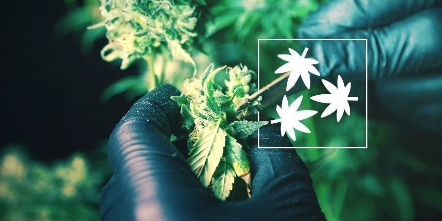 Desfoliação de canábis: tudo o que precisa de saber
