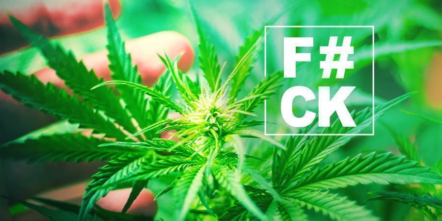 Fimming Cannabis: Tudo o Que Precisa de Saber