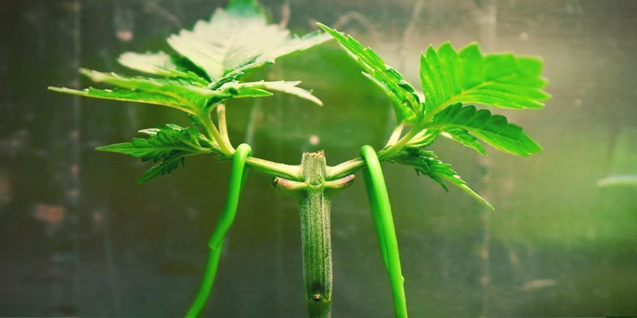 O que é o Low Stress Training (LST)?
