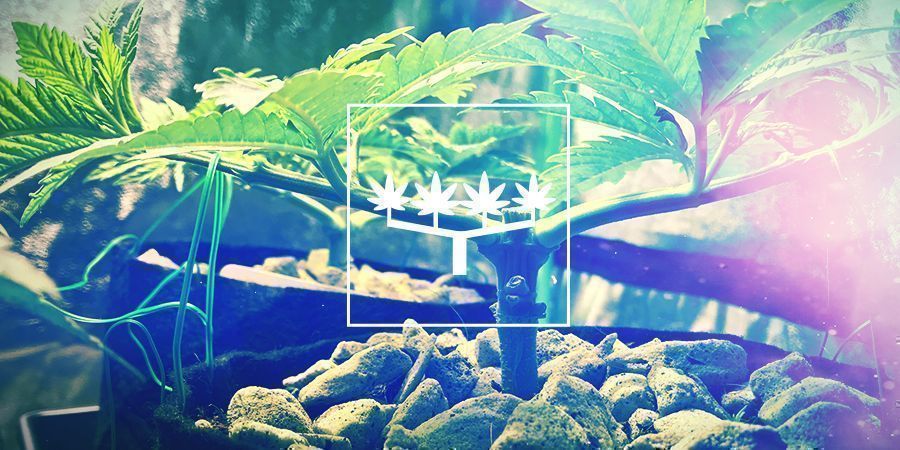 Main-lining Cannabis: Tudo o que precisa de saber