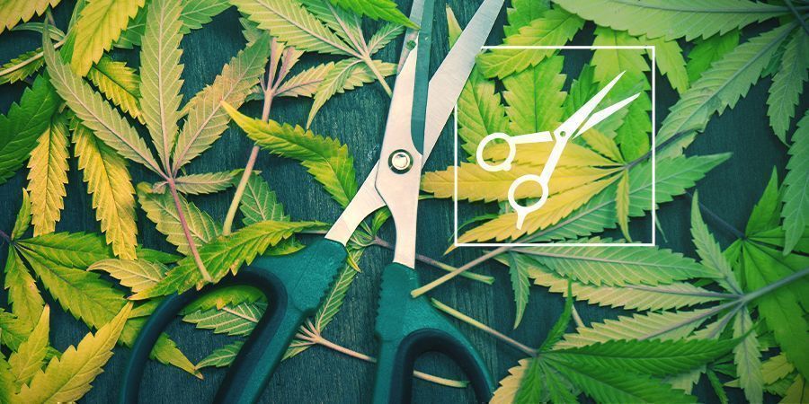 Poda: tudo o que precisa de saber