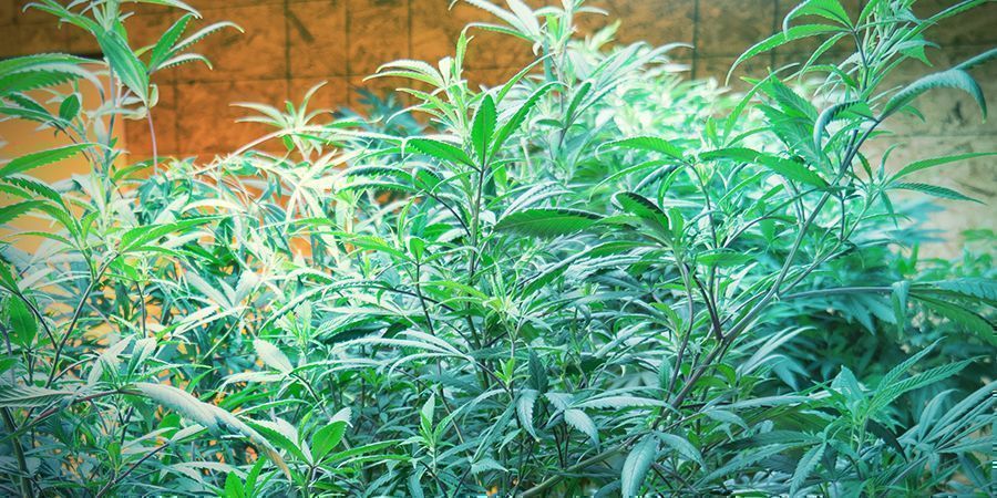 Porque é que a poda das raízes é essencial para plantas-mãe