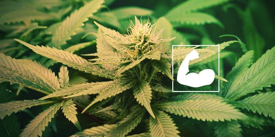 Os benefícios da poda das raízes da cannabis